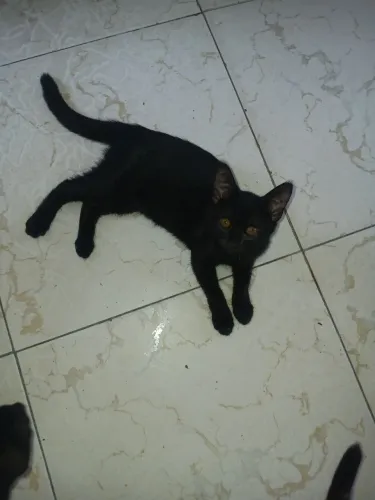 Gatos pra doação