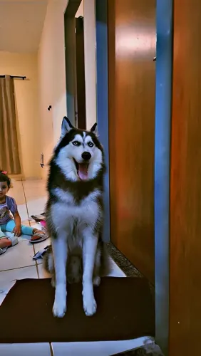 Vendo husky siberiano