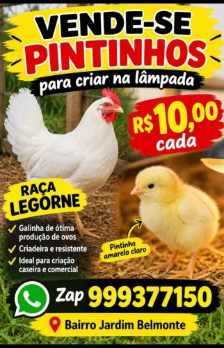 Pintinhos
