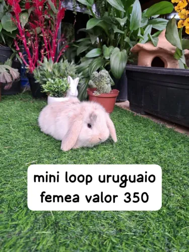 mini loop uruguaio filhotes