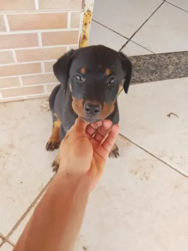 vendo ou troco Rottweiler