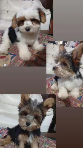 Yorkshire Biewer terrier