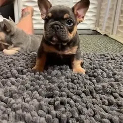 Bulldog Francês,Bulldog Francês Filhote Saudável Excelente Companhia
