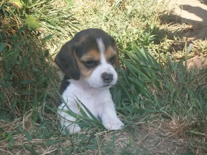 Beagle alegre e brincalhao
