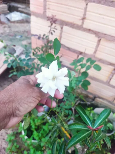 Roseira branca da grande