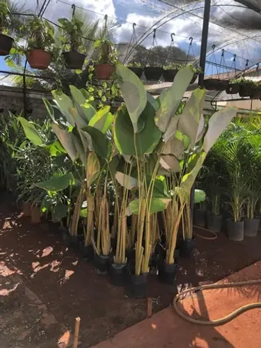 amaranto  charuto 1,80 mt