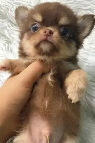 Chihuahua pelo longo e pelo curto