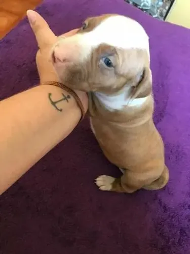 Pitbull fêmea com 57 dias possui pedigree e esta vacinada com v10 garantias em contrato