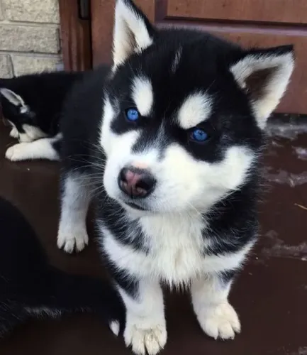 Filhote de Husky Siberiano: Olhos Azuis pelagem preta e branco 