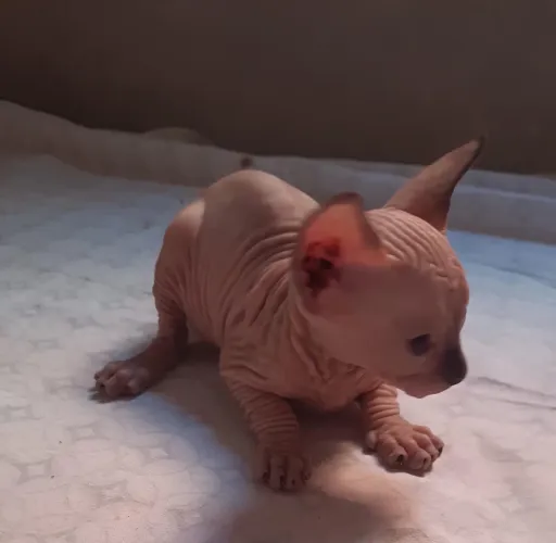 Sphynx várias cores pra reserva
