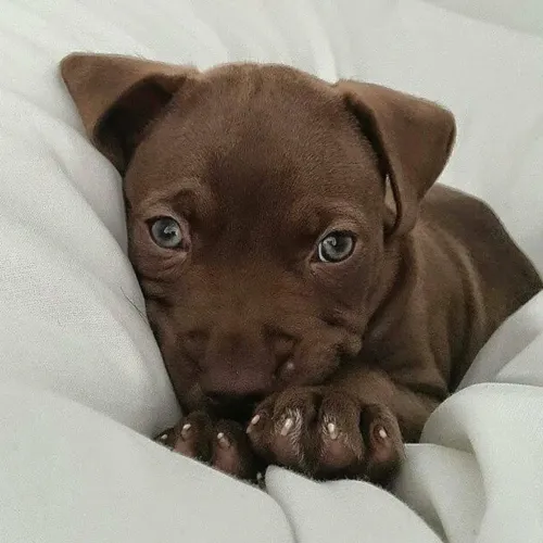 Filhote de Pitbull! Patas 