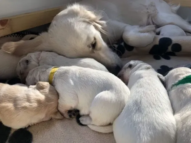 Filhote de Golden Retriever com ótimo temperamento