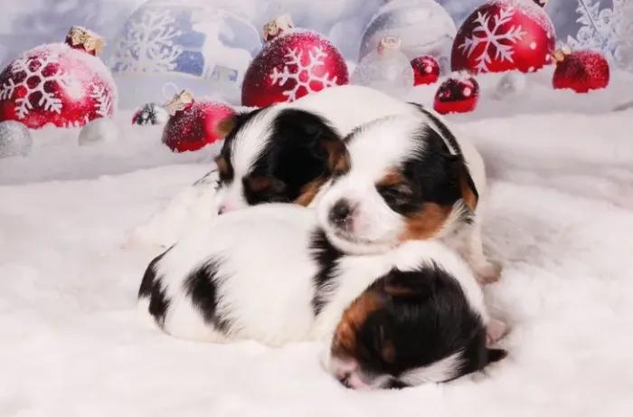 Biewer Terrier Macho Tricolor Mini e Cheio de Energia
