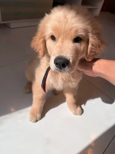 Goldem retriever 3 meses R$ 1.800