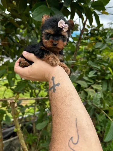 Yorkshire Terrier Lealdade e Personalidade Únicas!