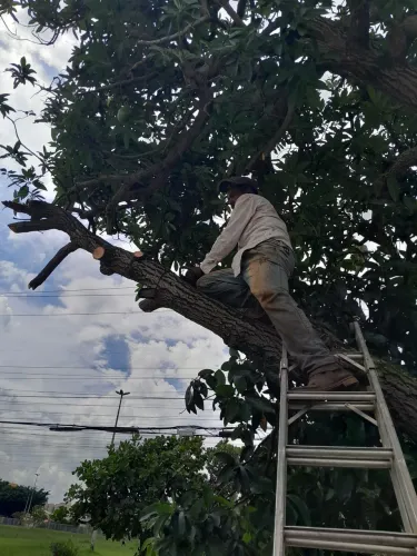 Poda e corte de árvores em geral limpeza de lotes
