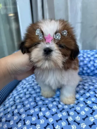Shih-Tzu Fêmea Miniatura Tricolor Pronta para Seu Lar