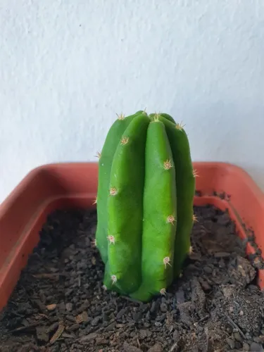Cacto Wachuma