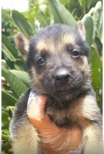 Pastor Alemão - nobreza, proteção e lealdade em um só cão<br>