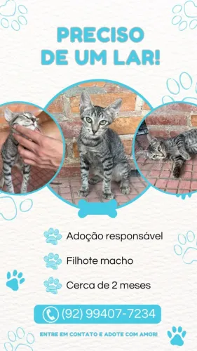 FILHOTE DE GATO MACHO - ADOÇÃO RESPONSÁVEL