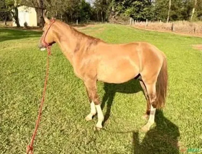 Égua para doação