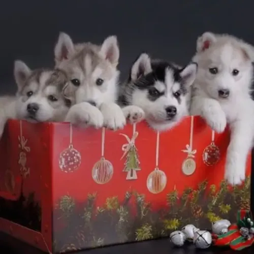 Filhotes de Husky Siberiano | Focinho cheio de personalidade.
