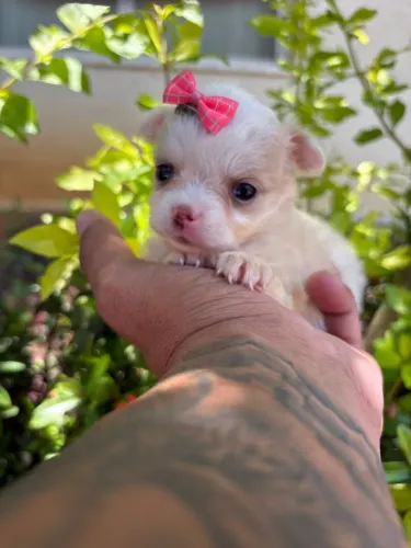 Chihuahua Fazemos Criação com Todo Amor