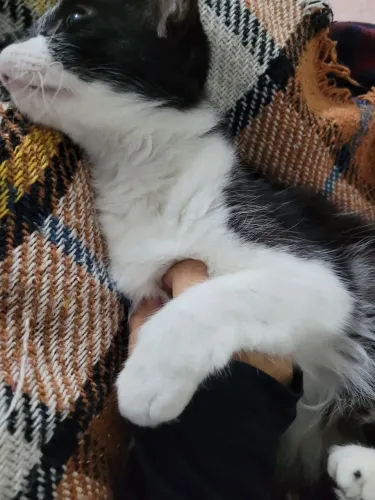 Gata para doação castrada