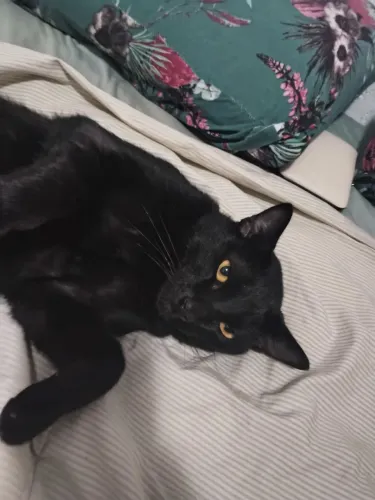 GATO COMPANHEIRO 