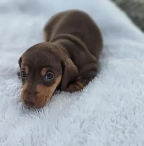 Dachshund,Dachshund Filhote Saudável com Perfil Carinhoso e Ótima Companhia