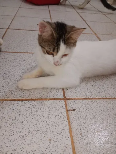Gatinha castrada para adoção 