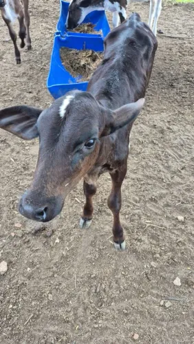 Vendo bezerras e bezerros girolando
