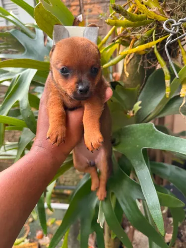 Fêmea Pinscher