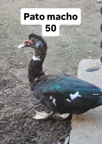 Pato Macho