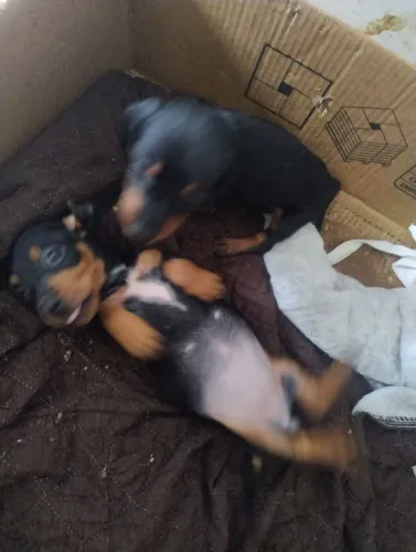 DASCHUND CASAL BLACK E TAN