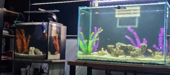 Aquários de 200 litros e 70 litros, com sump e bomba
