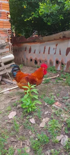 Vendo um galo