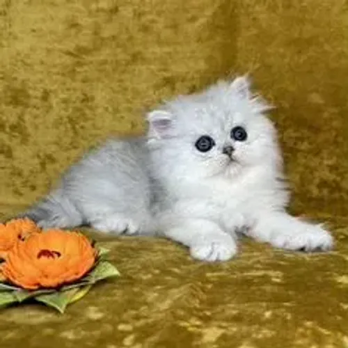 Gato Persa Red Point