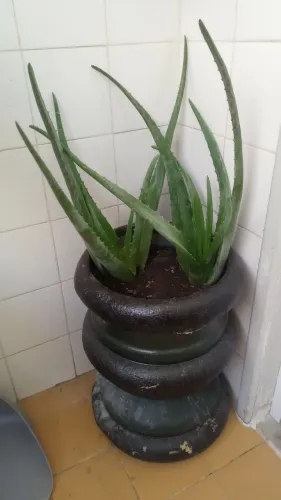 Planta aloe vera ( babosa)