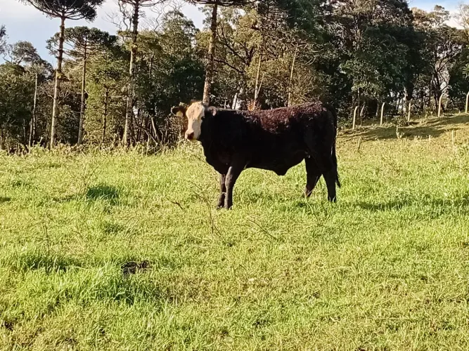 Venda