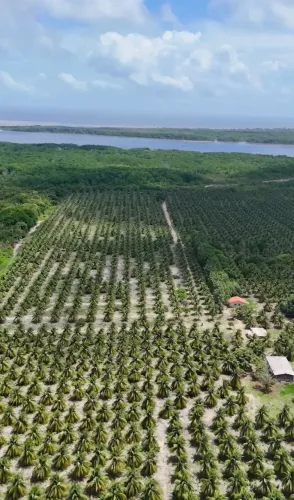 Área Produtiva à Venda Iguaíba - Paço do Lumiar/MA