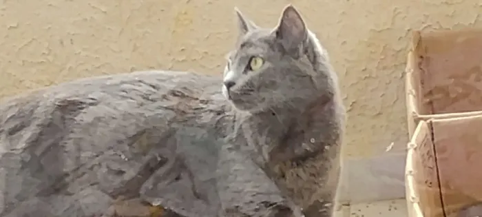 Gata cinza para doação 