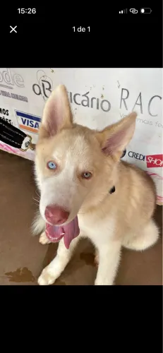 Doação de cachorro