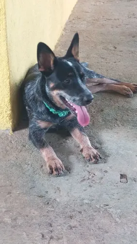 Vendo um cachorro boiadeiro 