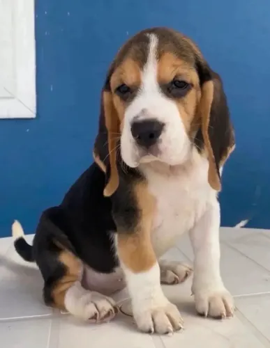 Lindíssima fêmea de beagle 