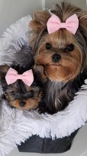 Filhote de cachorro yorkshire saudável e de ótima genética