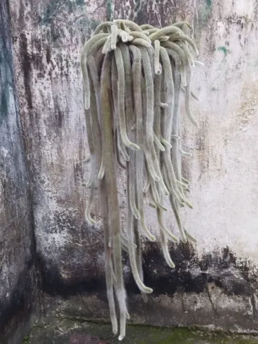 Vendo rabo de macaco excelente