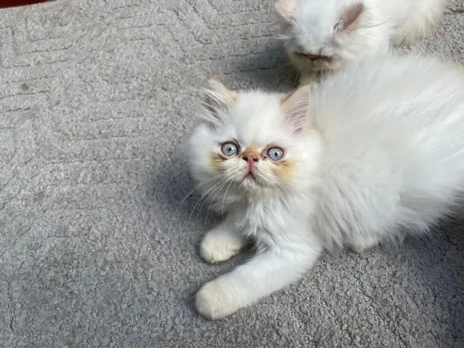 Gato Persa com olhos azuis, elegância única, garanta hoje