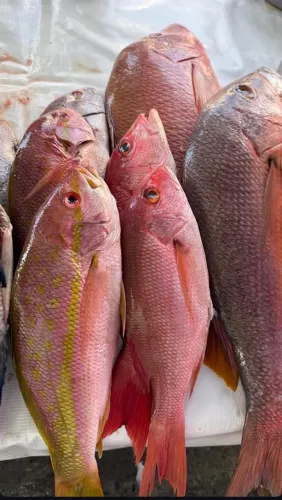 MA FRUTOS DO MAR 