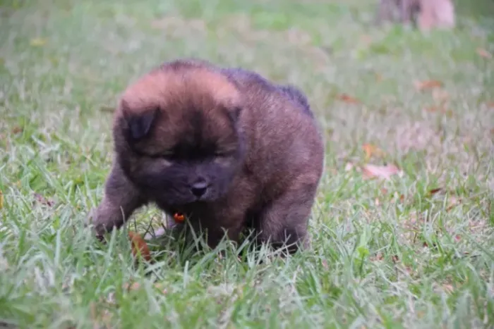 Filhotes de Chow Chow | Filhotes com olhar apaixonante.